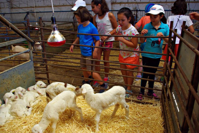 formación reemplazar otro El AMPA del colegio Virgen de la Cabeza visitó las instalaciones de Finca Las Agrupadas formación reemplazar otro El AMPA del colegio Virgen de la Cabeza visitó las instalaciones de Finca Las Agrupadas