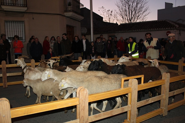 CABALGATA 24