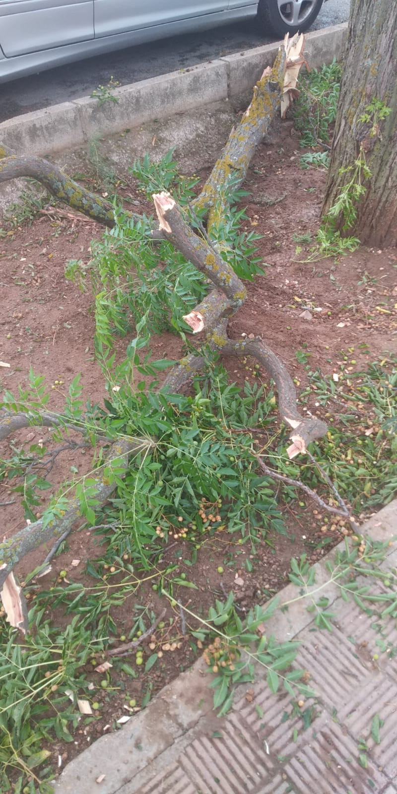 Arboles 7