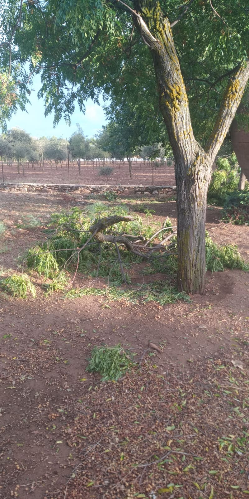 Arboles 6