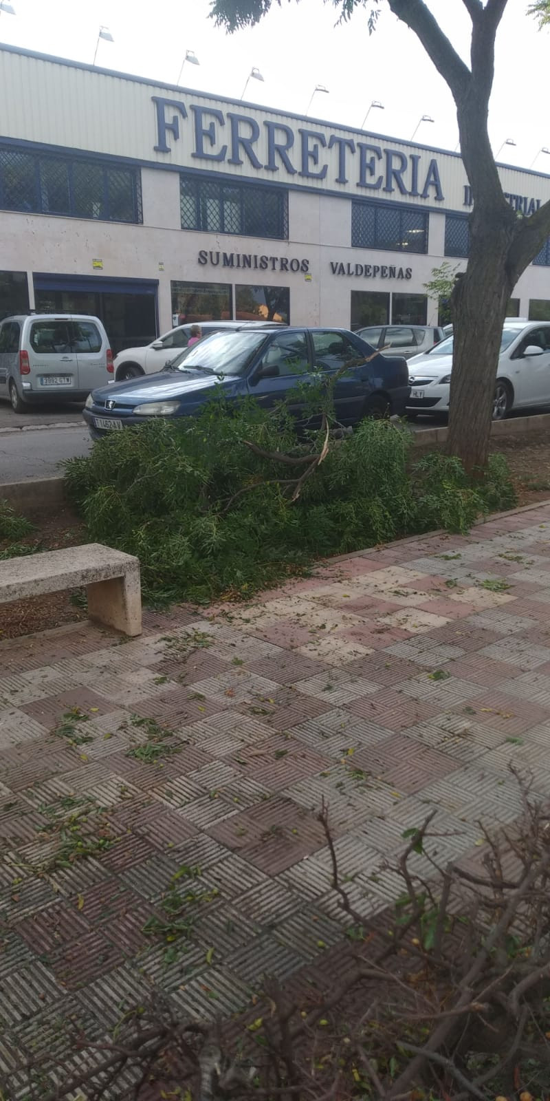Arboles 8