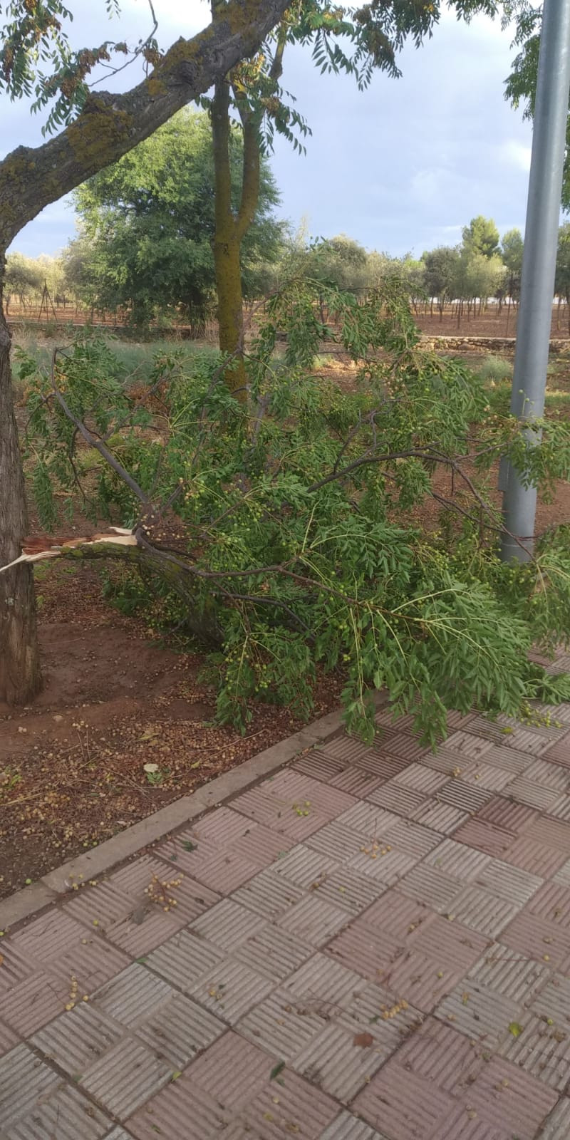 Arboles 9