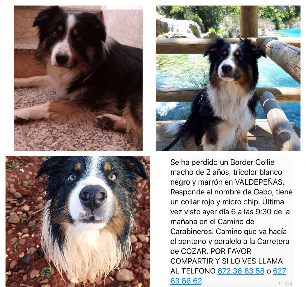 070220 VA PERRO
