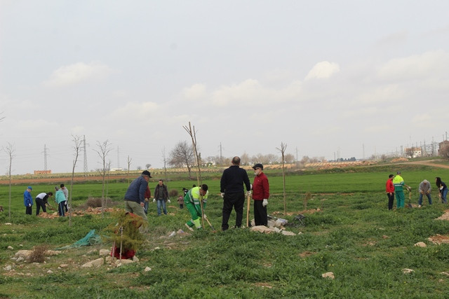 080220 VA IU PLANTACION 6