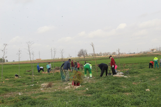 080220 VA IU PLANTACION 2