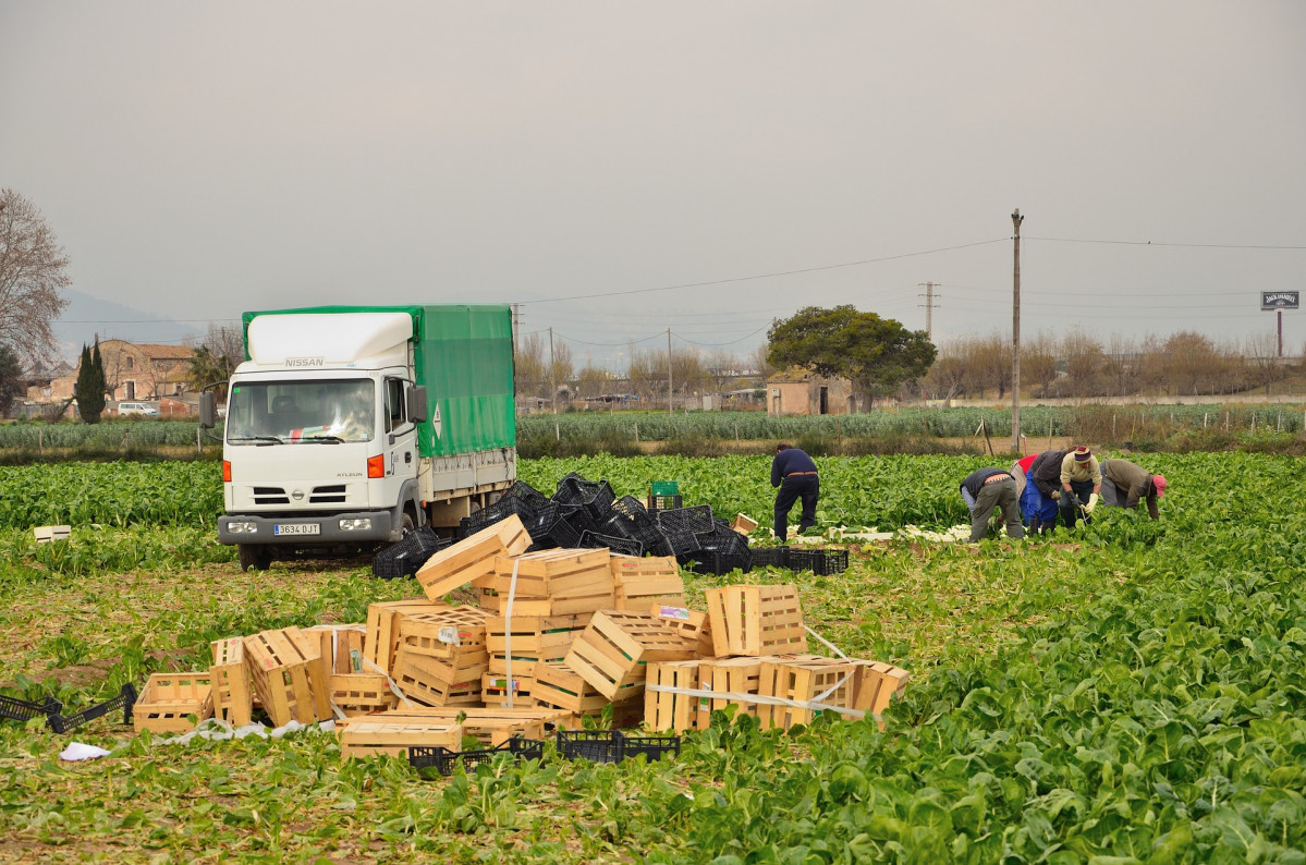 Agriculture 1261578 1920