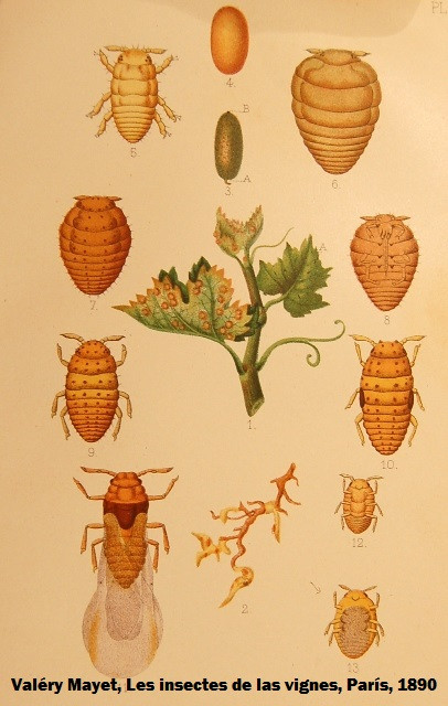 020915VADANIELMARININSECTOS
