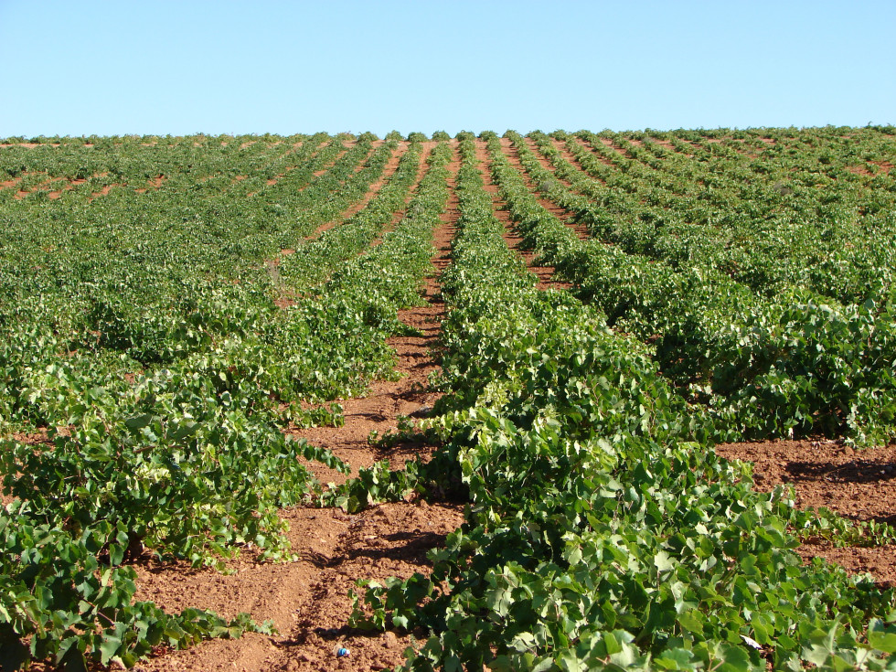 091120 va do campo viñas