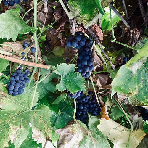 211220 va uvas 3