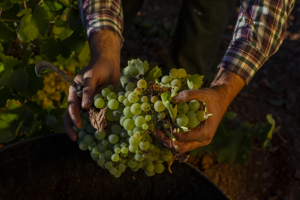 050421 va vino uvas