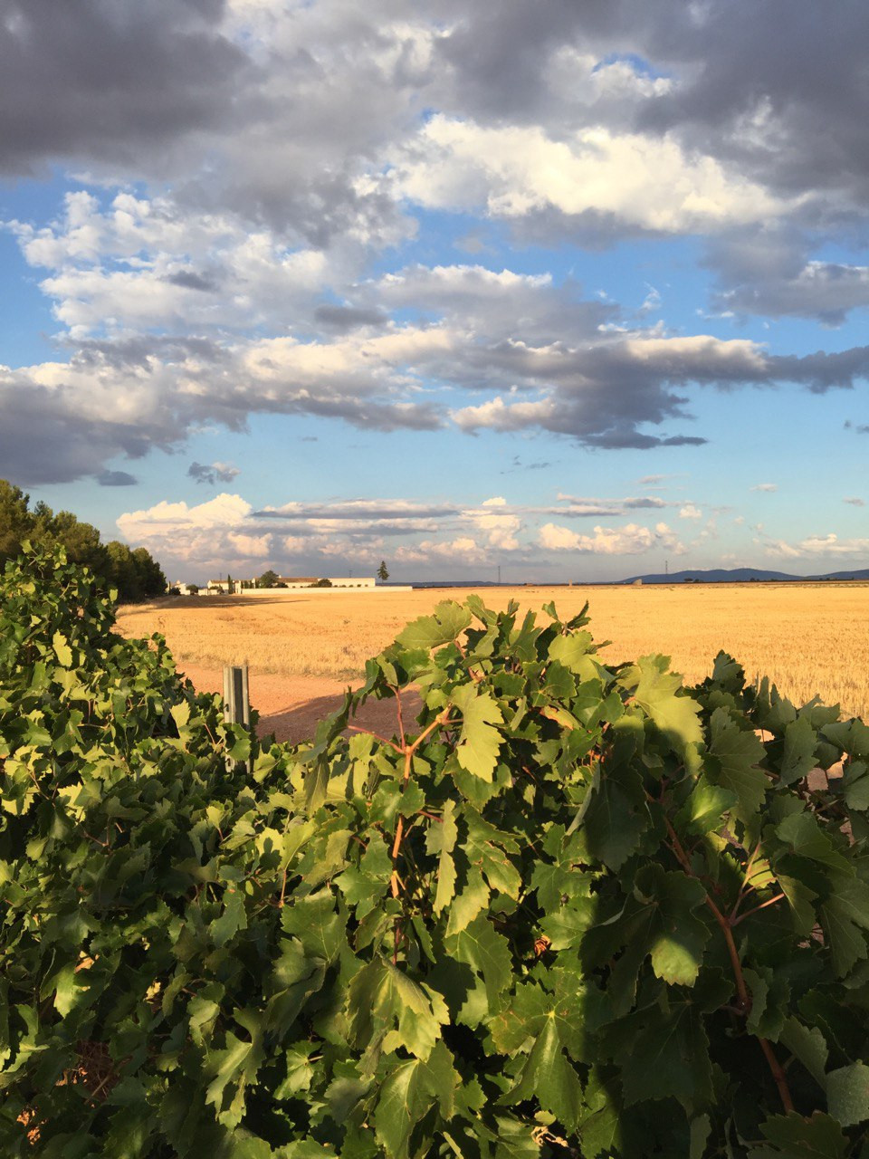 101021 VA CERTAMEN BODEGAS SAN RICARDO 1