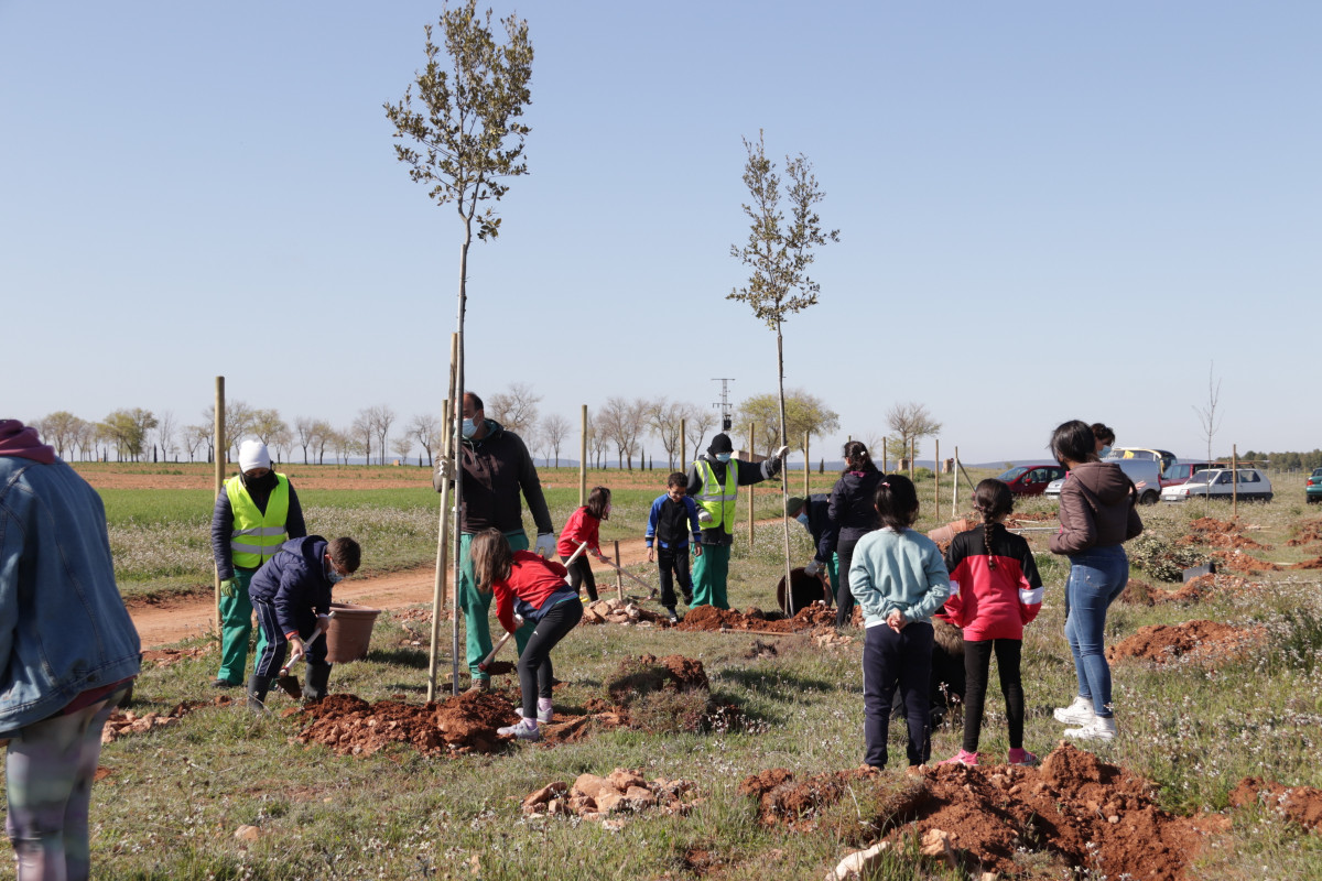 120422 MANZ ARBOL