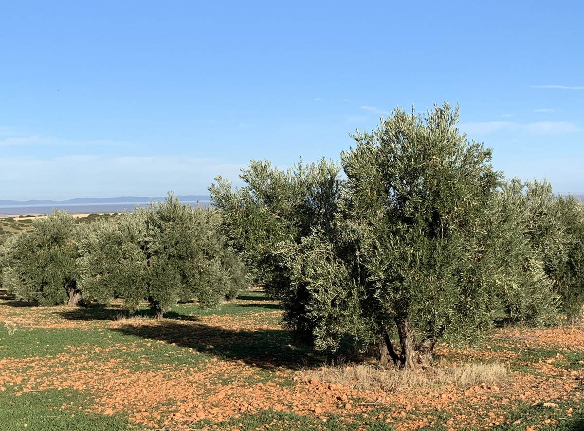 Olivo olivar 2