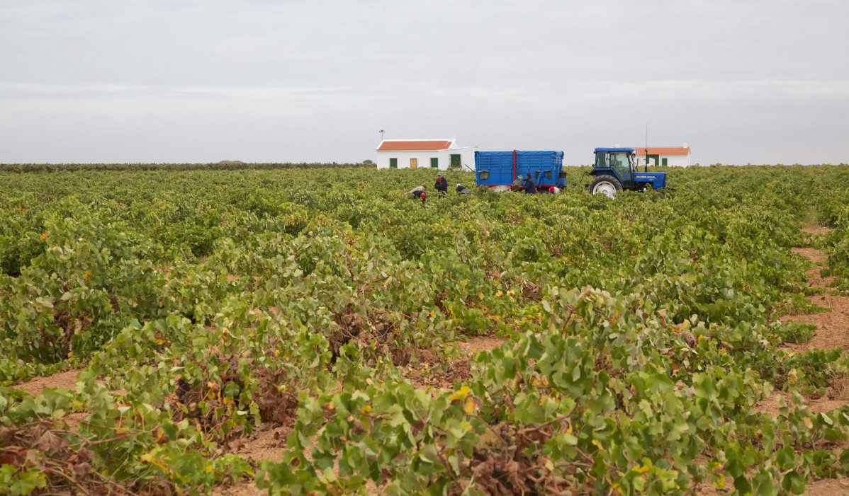 Un viu00f1edo de Castilla La Mancha