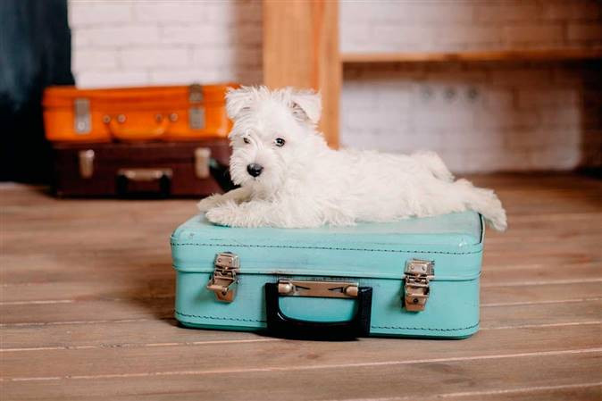 Viajar con mascotas perro maleta 32e41270 674x449
