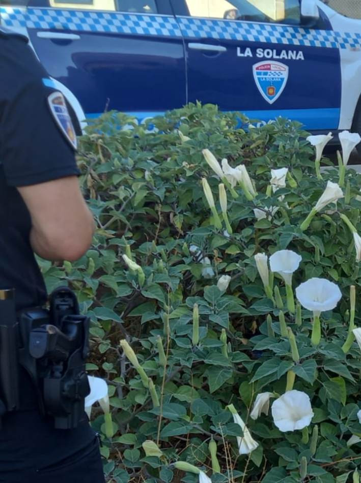  Plantas arrancadas de estramonio