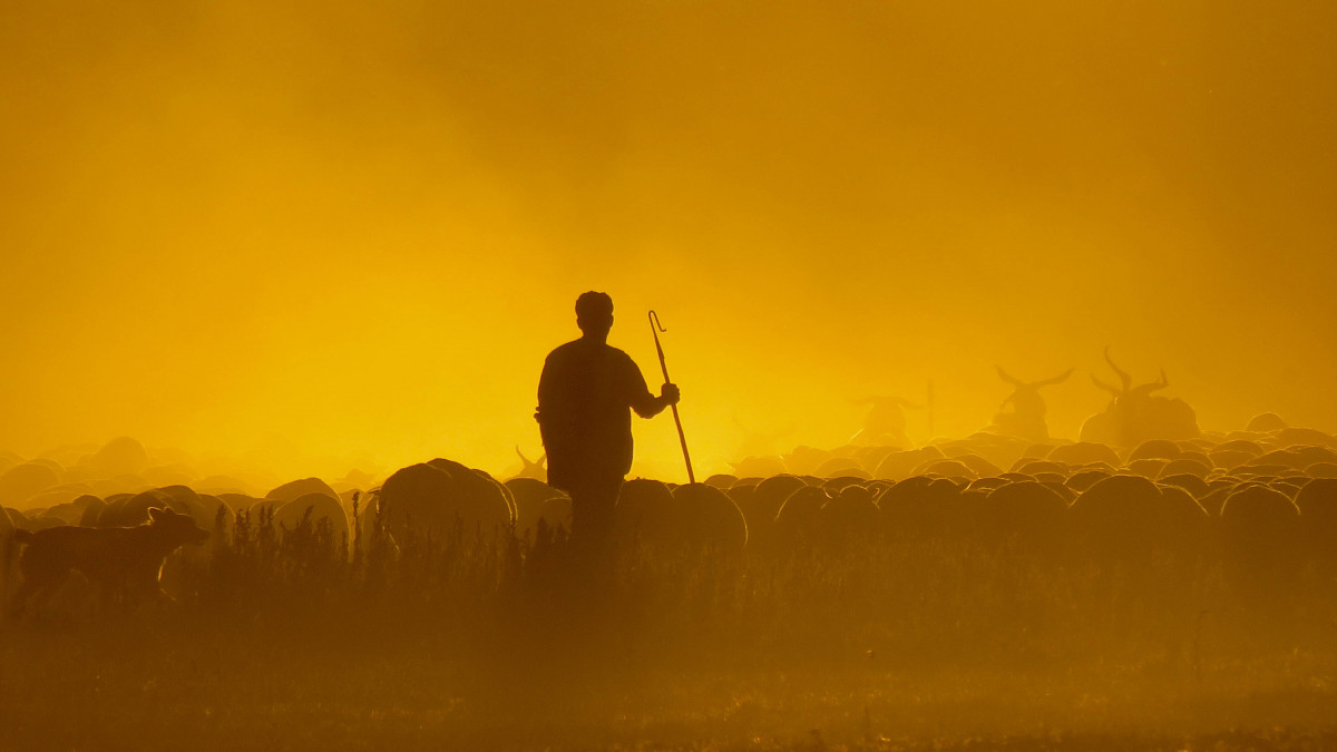 XVI Premios 'Manzanares' de Fotografu00eda   'Trashumancia' de Sebastiu00e1n Estu00e9vez