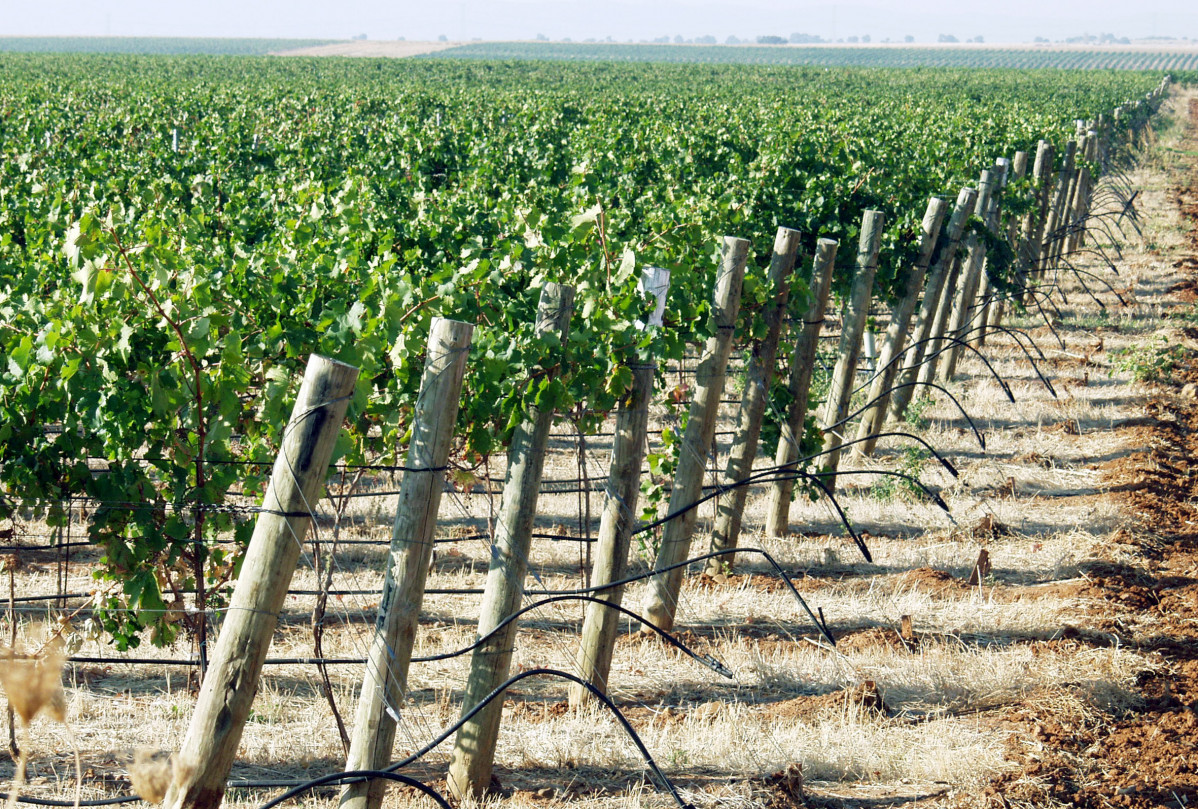 Imagen de un viu00f1edo en Castilla La Mancha