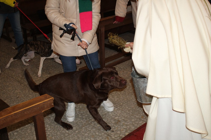 170123 VA SAN ANTON BENDICION ANIMALES 20