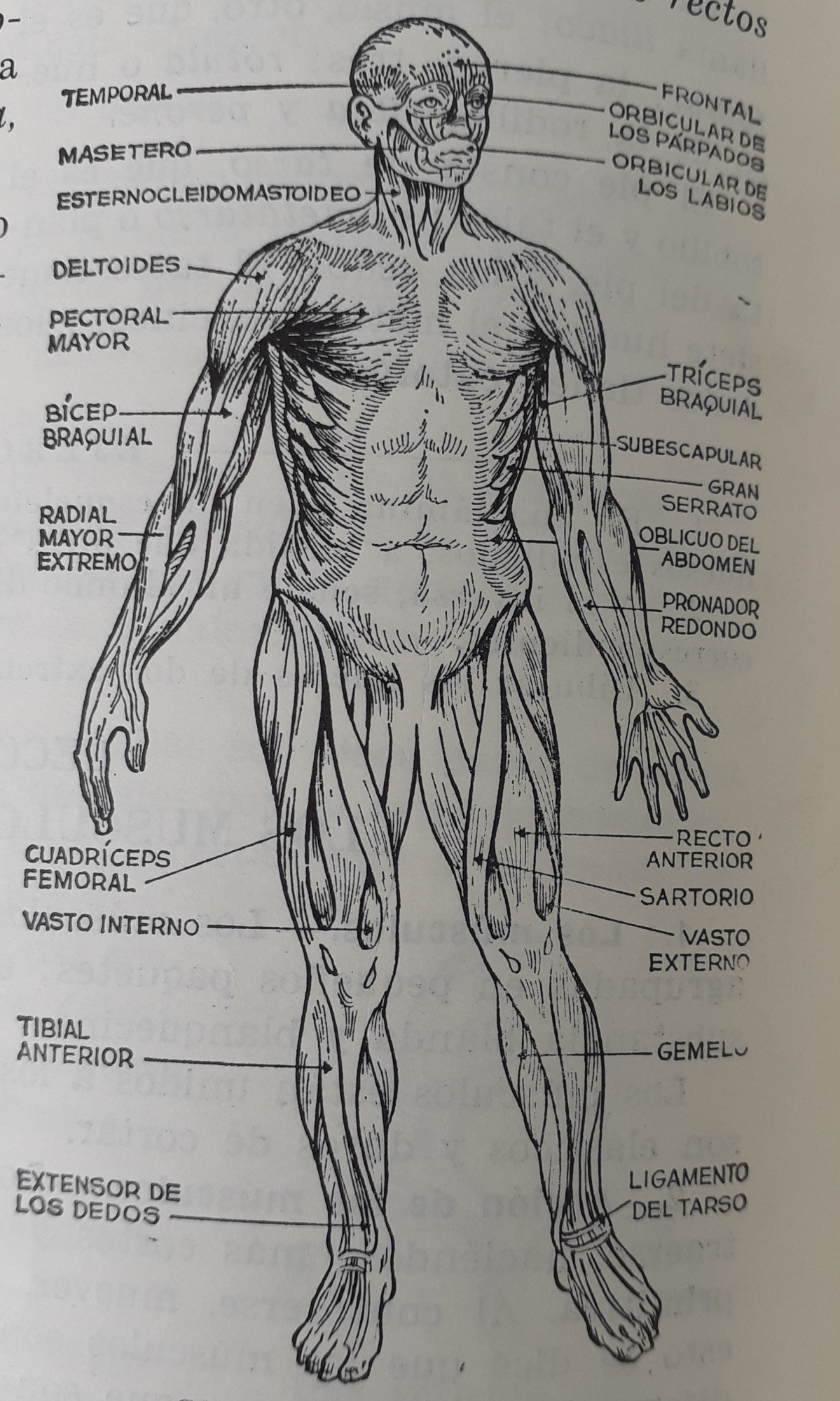 Cuerpo