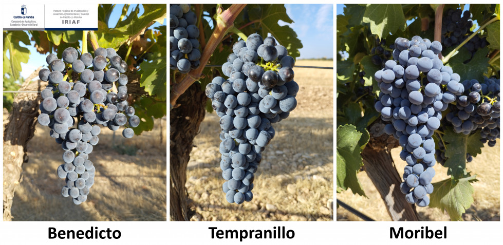 Linaje del Tempranillo IRIAF