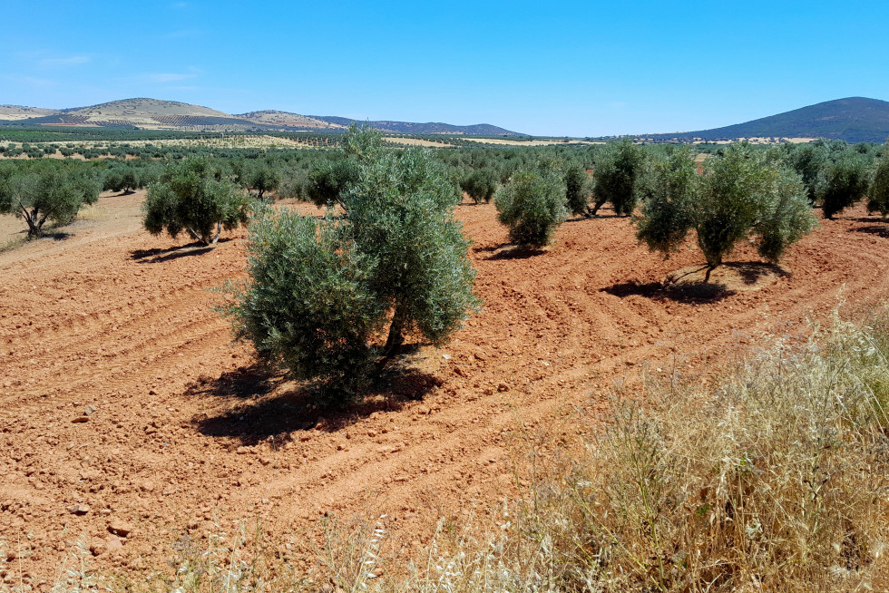 Olivar