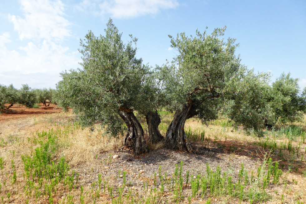 Olivar en la zona afectada por la minería de tierras raras en Ciudad Real
