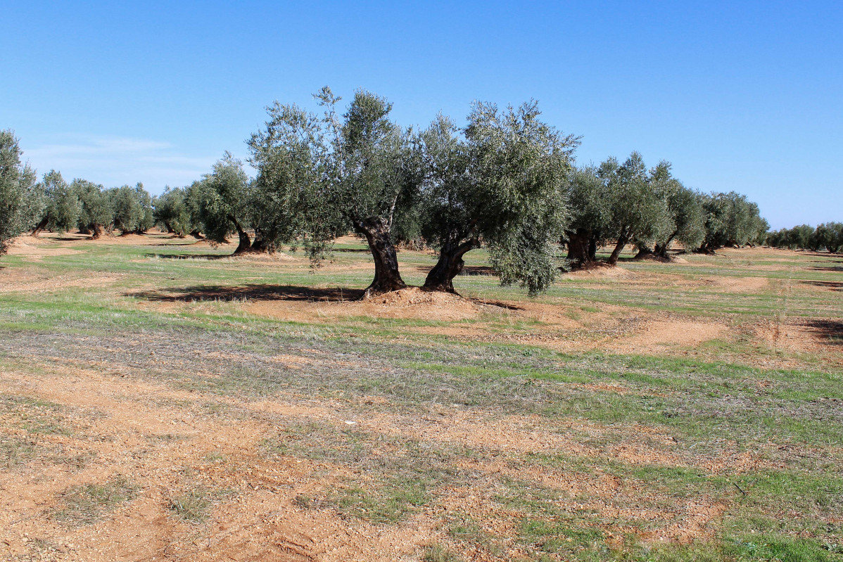 Zona afectada por los proyectos de mineru00eda de tierras raras en Ciudad Real (1)