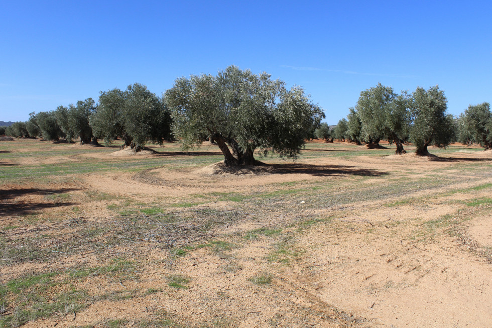 Olivar tradicional