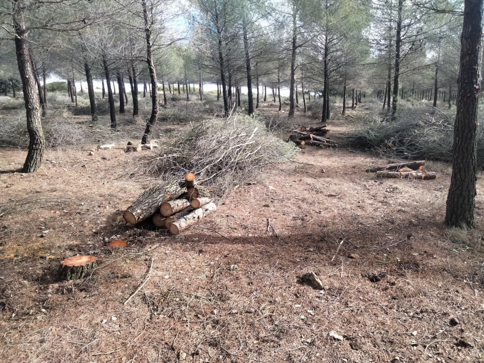 Podas Pinos LegadoBustillo