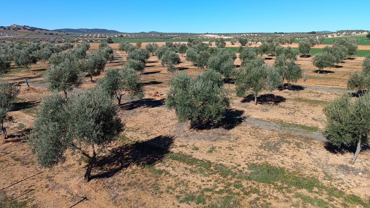 Producciu00f3n olivarera en Ciudad Real