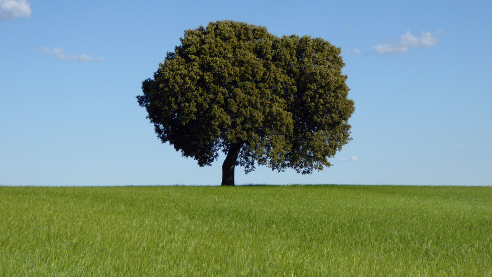 Campo de Montiel