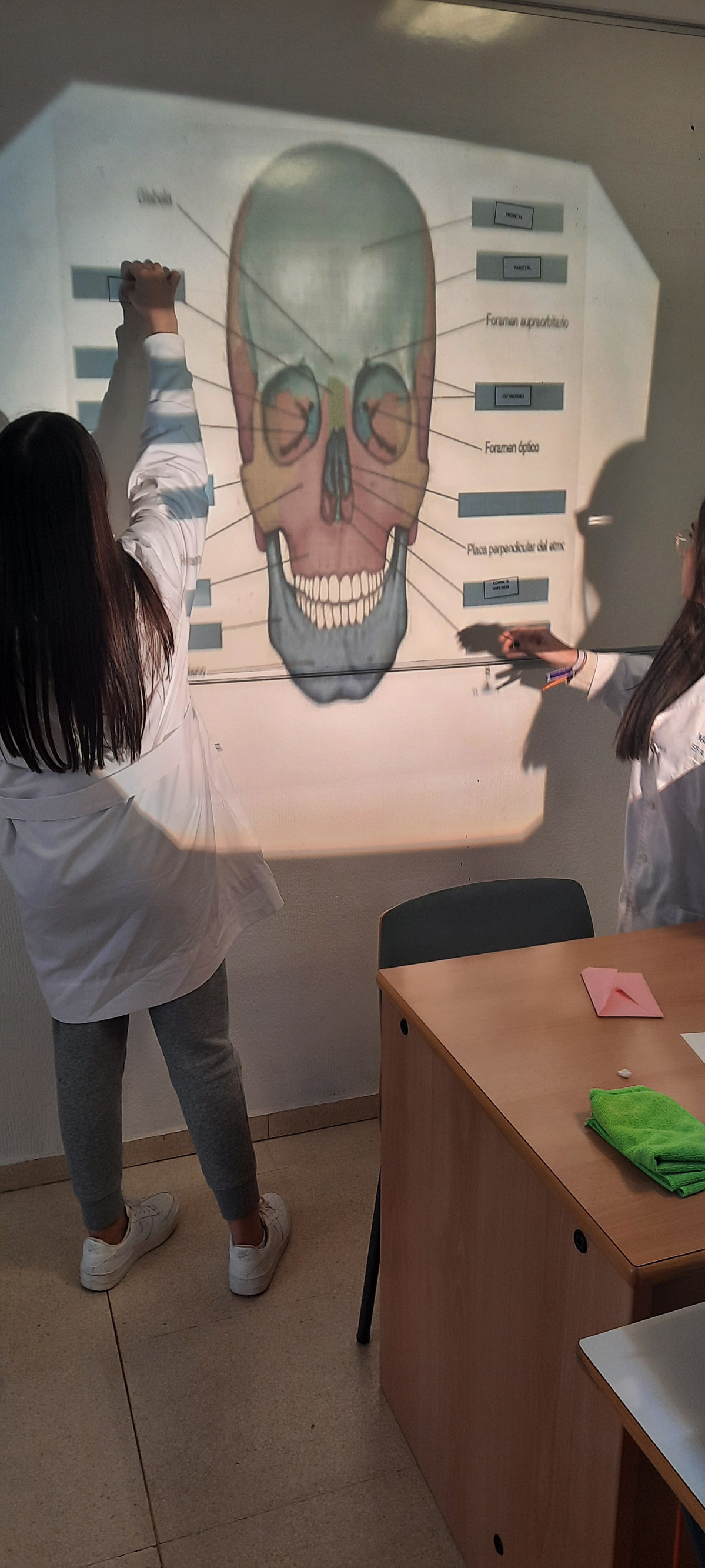 Craneo teoria
