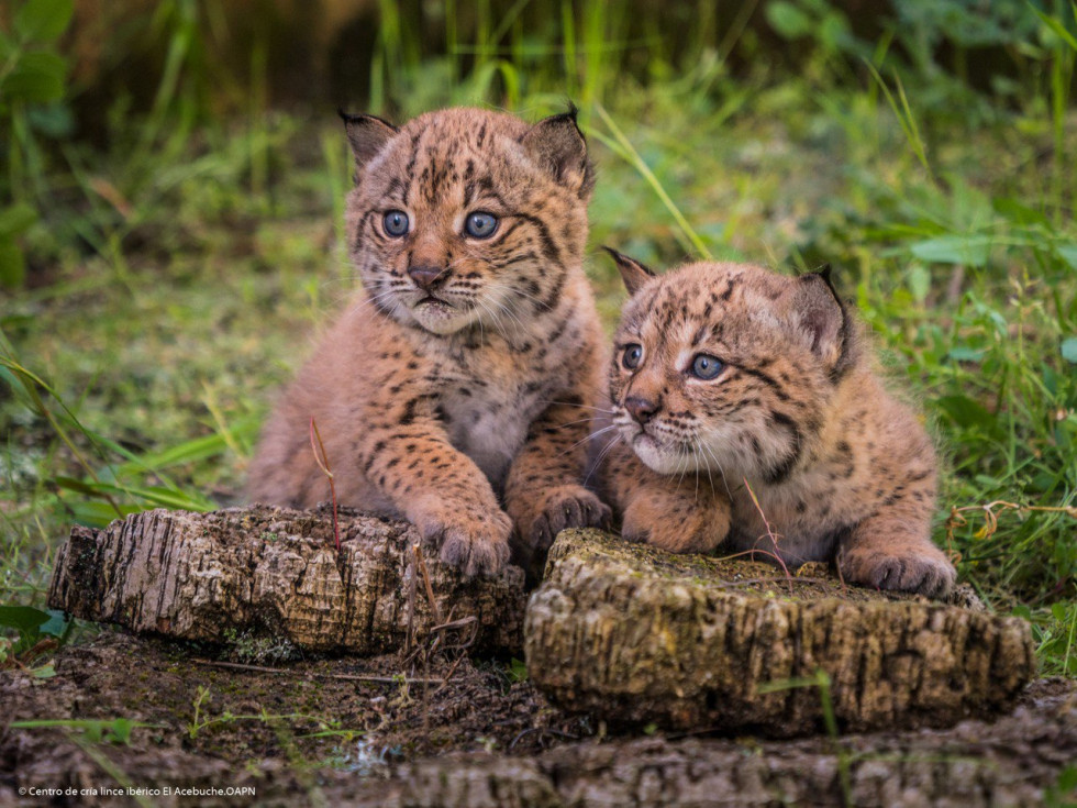 20250522 Linces(2)