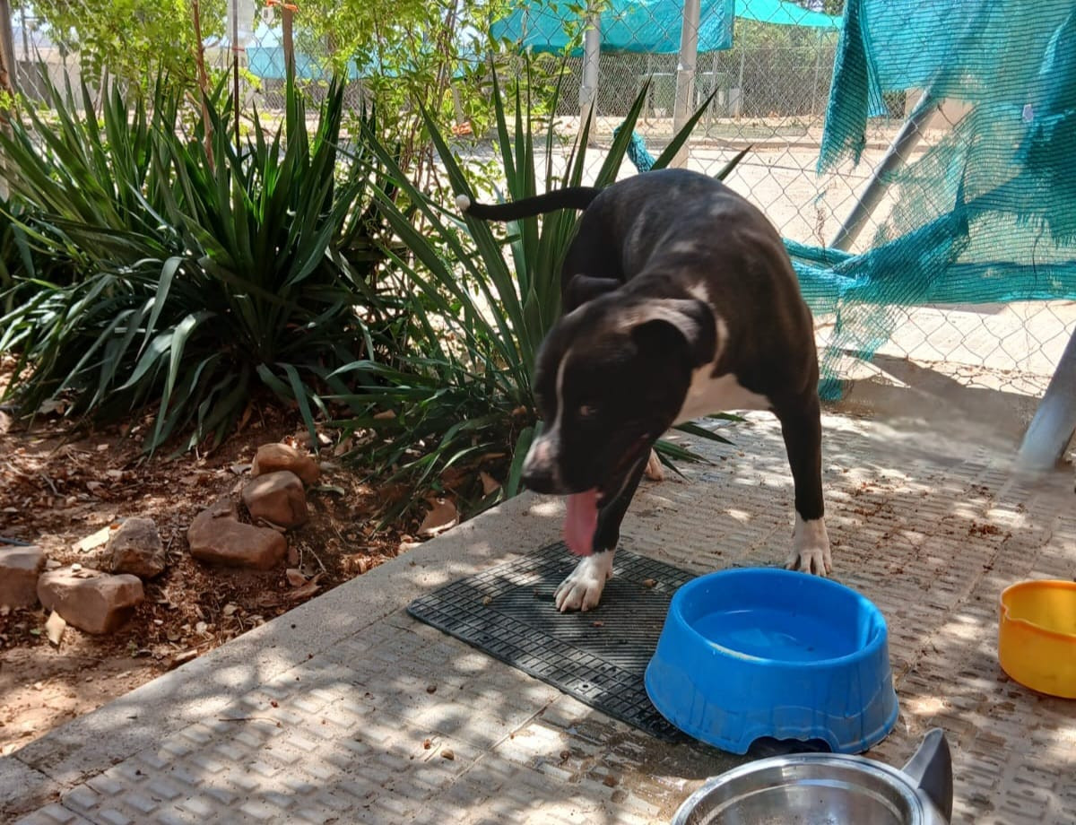 ARES